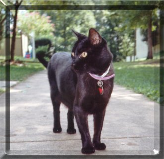 Cody on the Front Walk