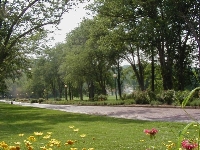 Flowers and the Driveway