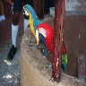 parrots2