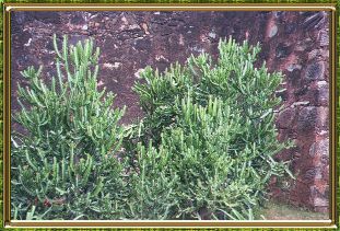 Plant growing in front of Fortress of Santa Rosa on Isla Margarita