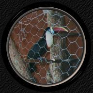 Caged Toucan on Isla Margarita