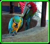 Two Parrots sitting on a well on Isla Margarita