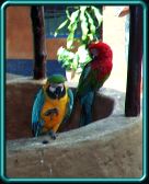 Hey, Mr -- That parrot stole the button from your hat.