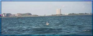 A Pelican with Porlamar in the Background