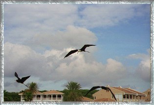 ~ Birds above the Seaquarium  on Curaçao.