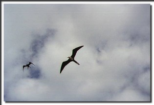 ~ Bird above the Seaquarium  on Curaçao.