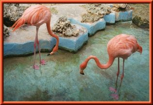 Flamingos