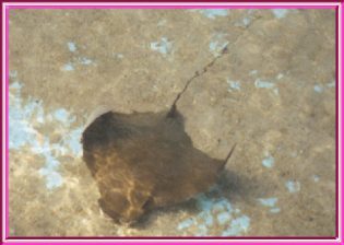 Sting Ray