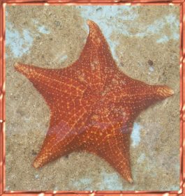 Starfish