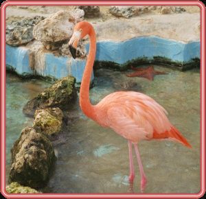 One Flamingo
