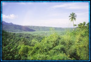 Banana plantations