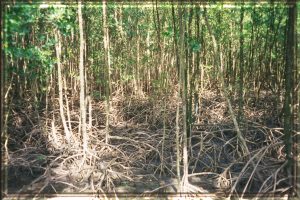 A mangrove grove