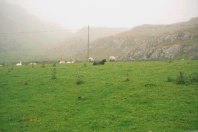 Sheep on the Island of Iona.