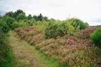 I thought a moor was small plants.