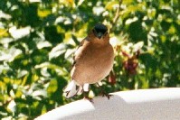 This little guy was after leftover lunch.