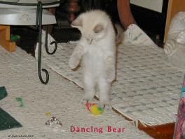 Dancing Bear